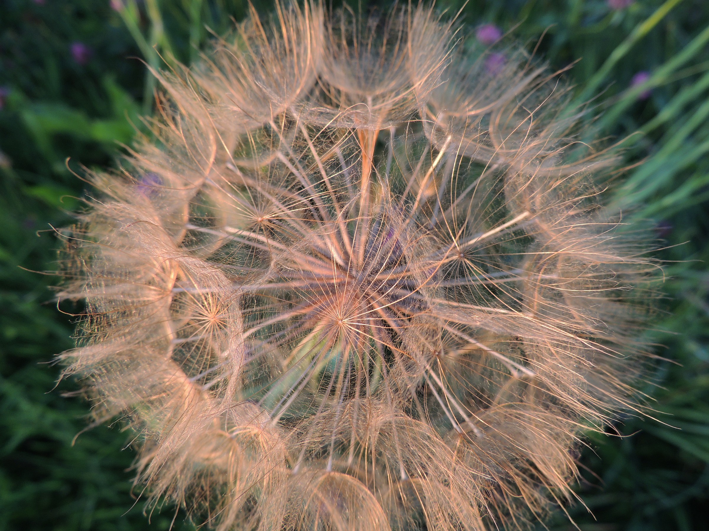 dandelion