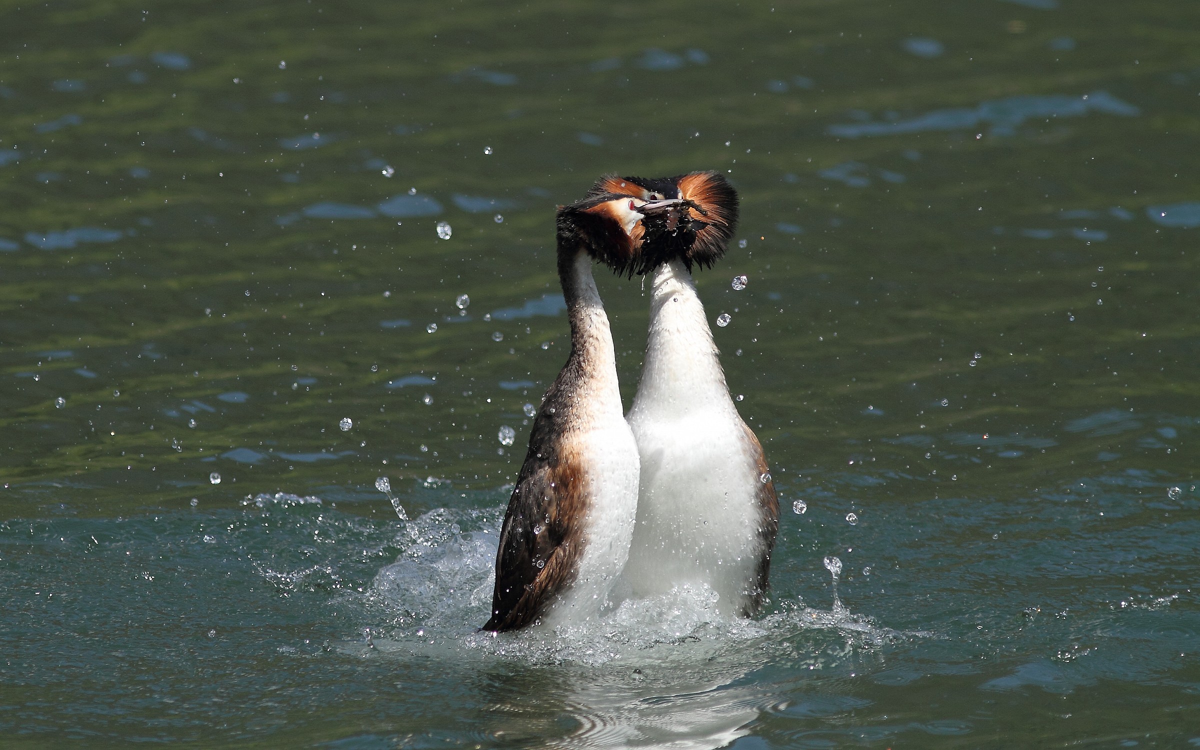 svassi corteggiamento