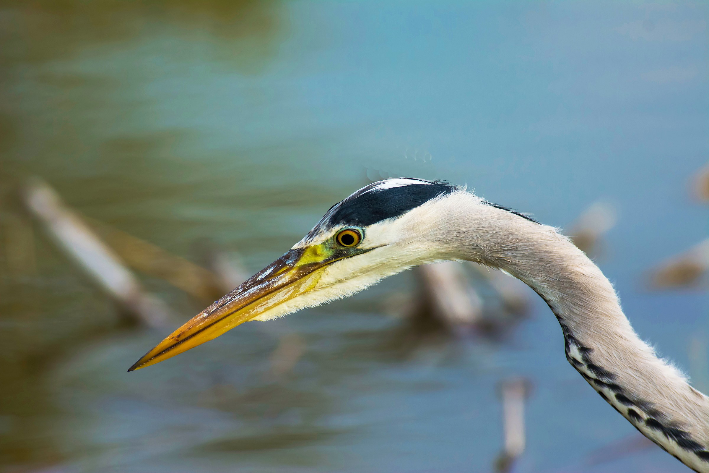 Grey Heron