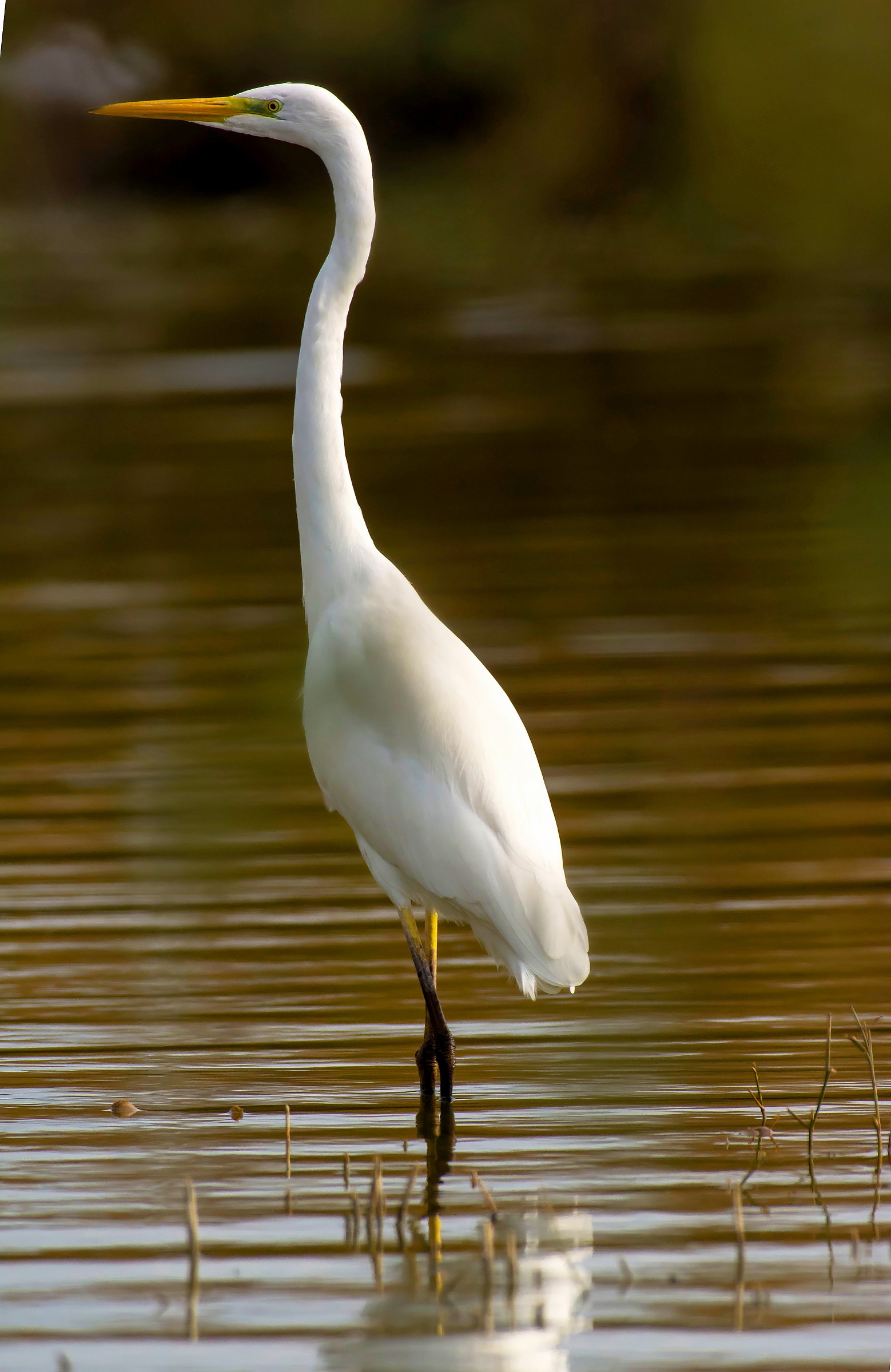 abm, ovvero l'eleganza