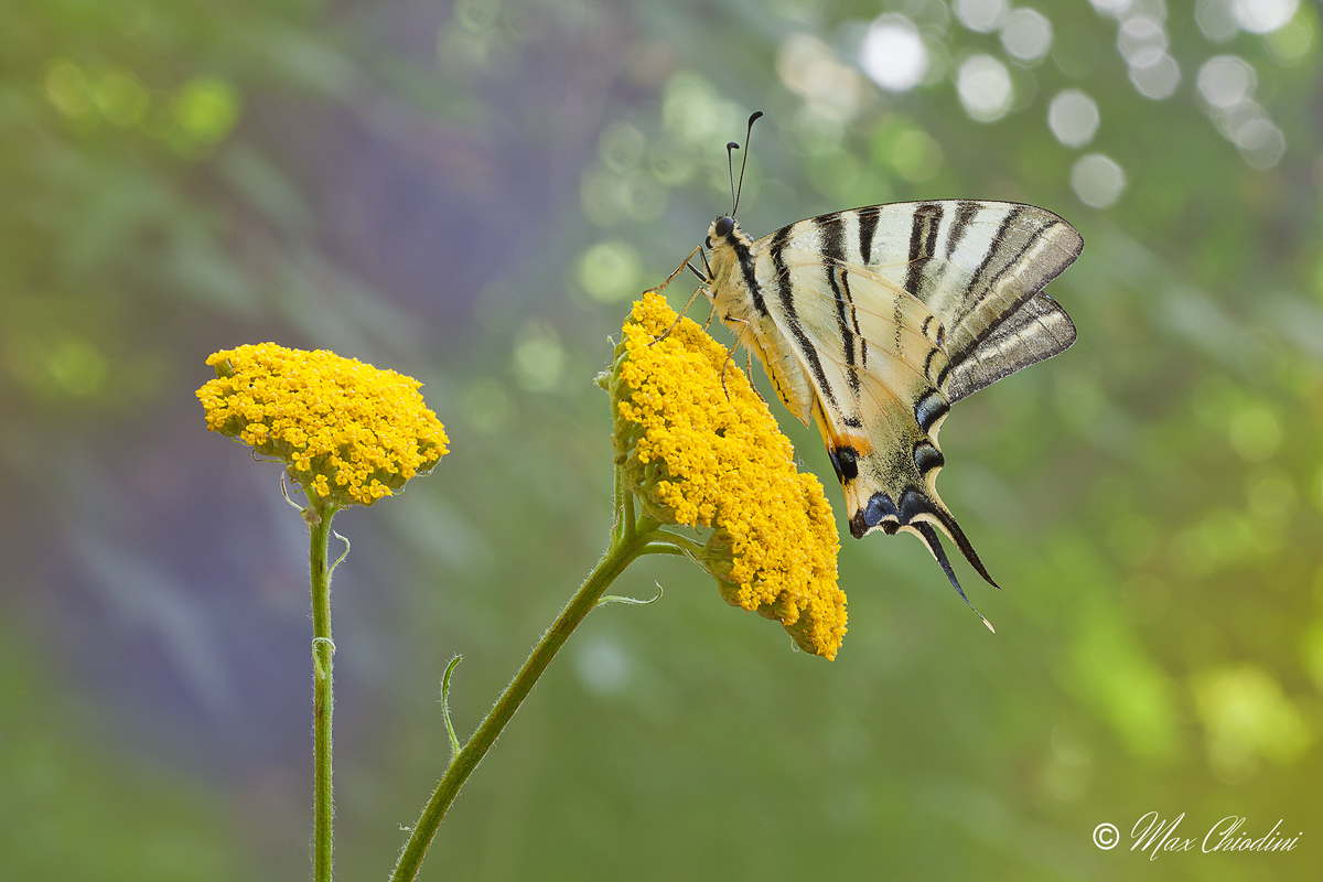 Podalirius psychedelic