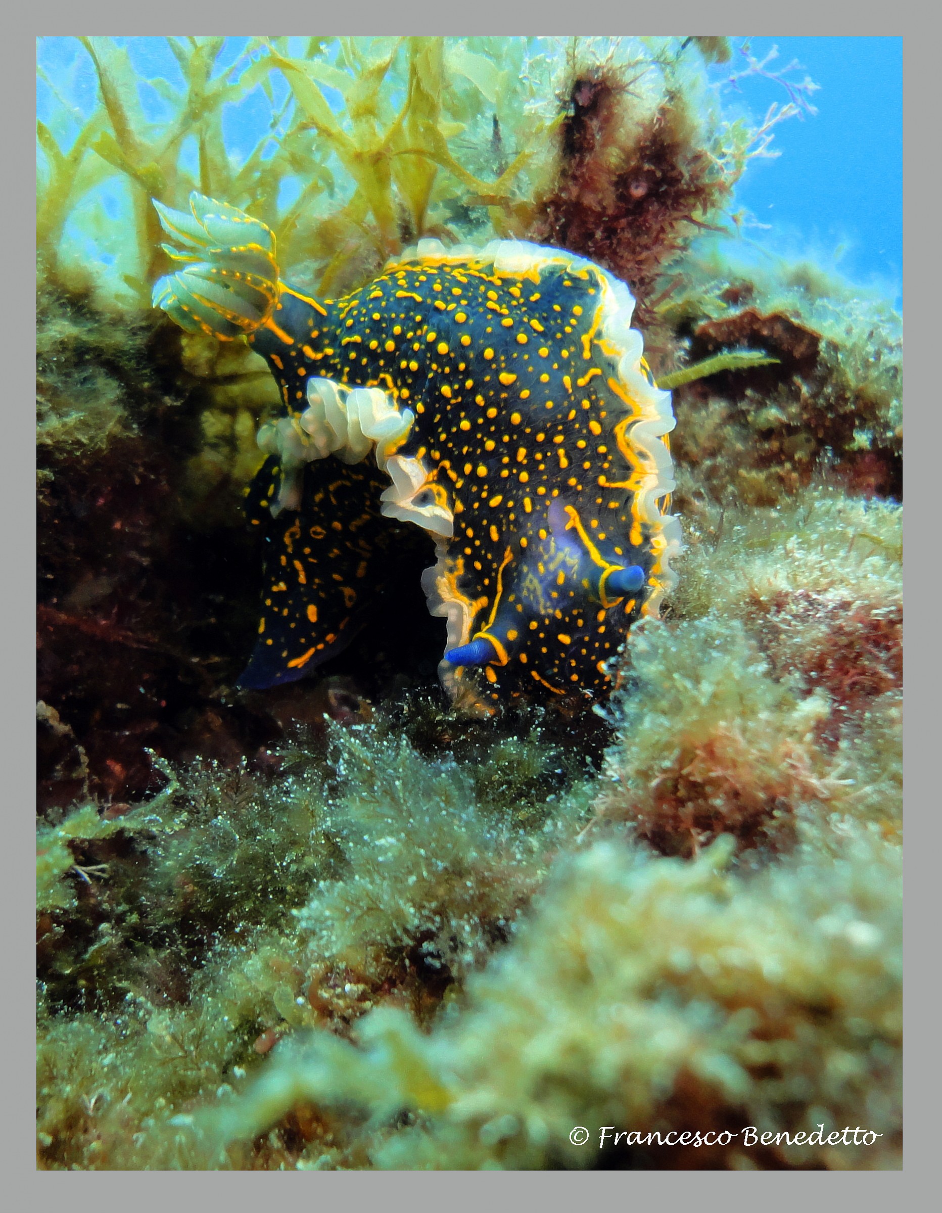 Ipselodoris picta (today Felimare picta) variant green