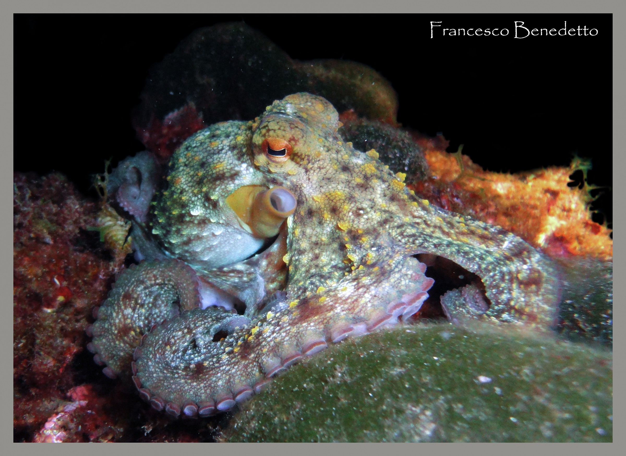 Octopus vulgaris