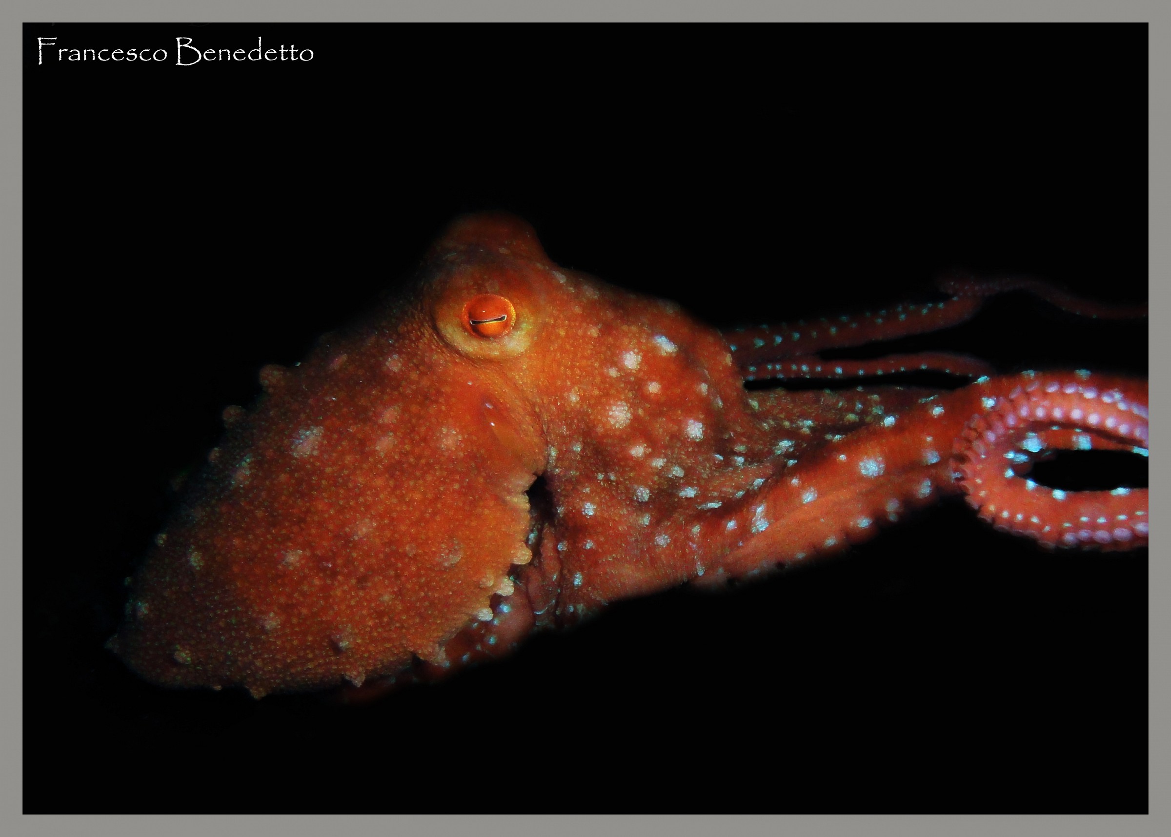 Octopus macropus