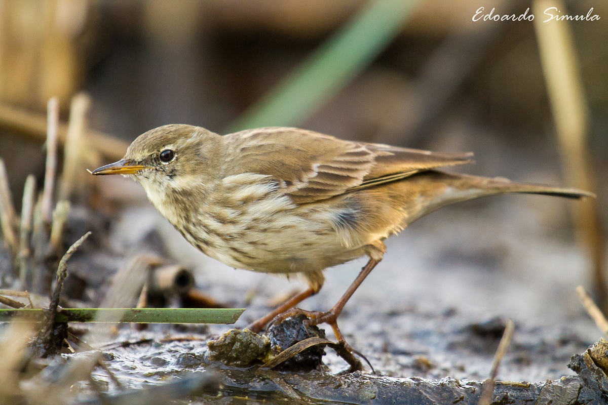 Spioncello all'ombra