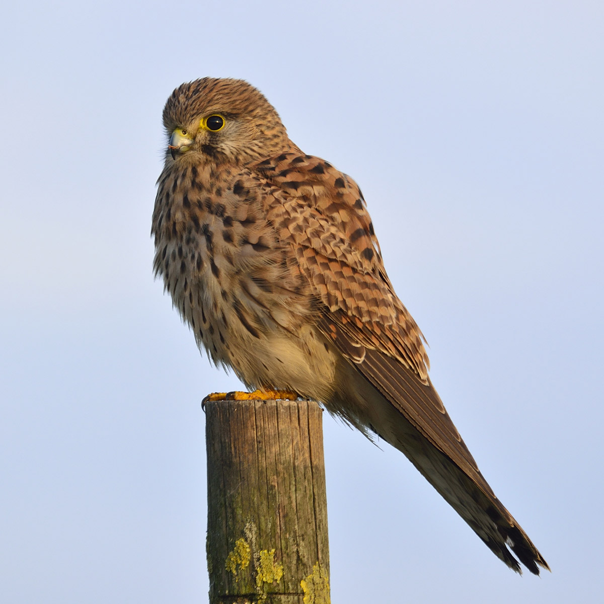 Common kestrel