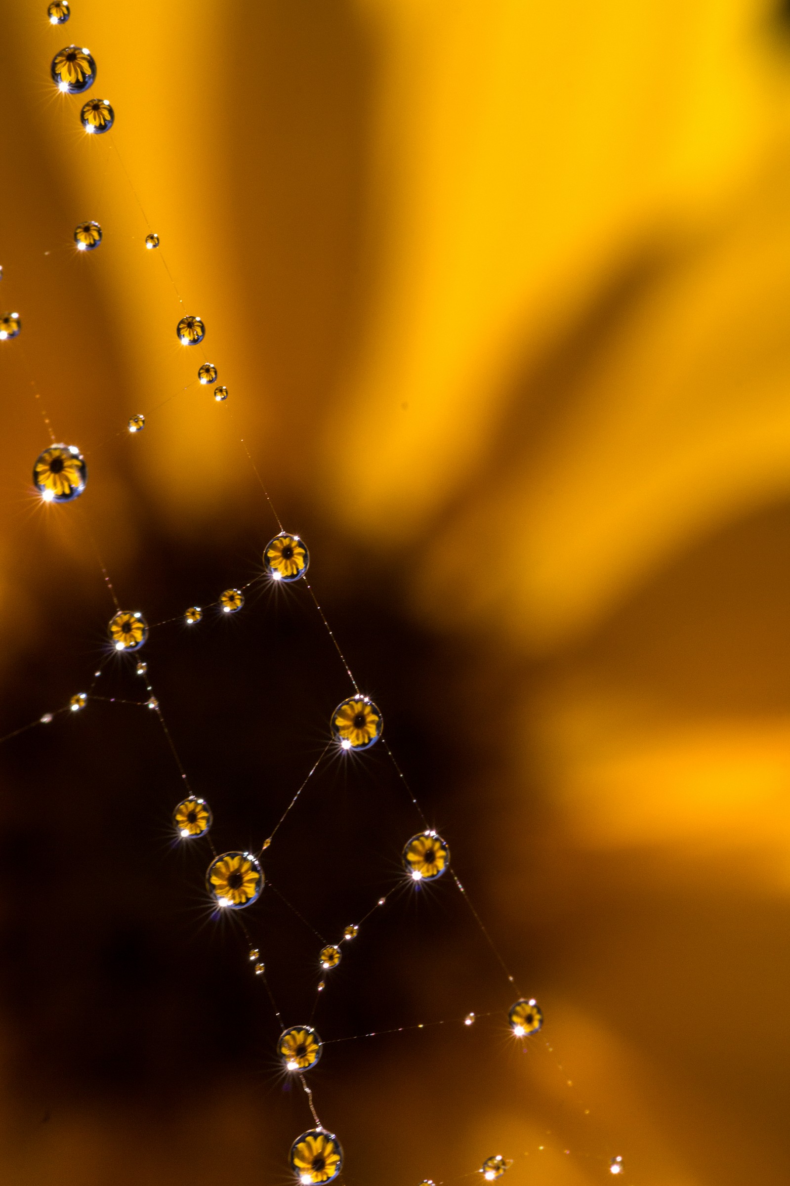 Reflections of cobweb