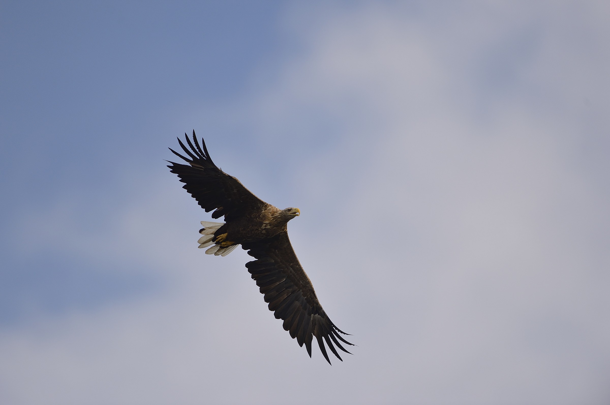 Sea Eagle