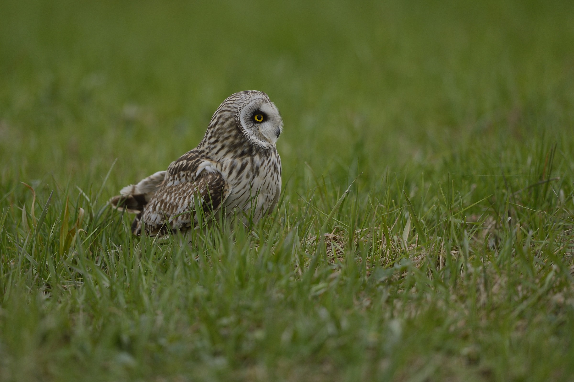 eared owl