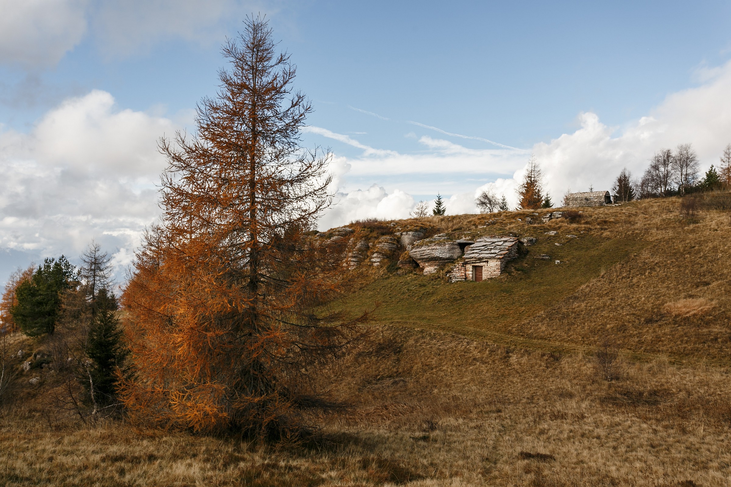The small hut near the larch