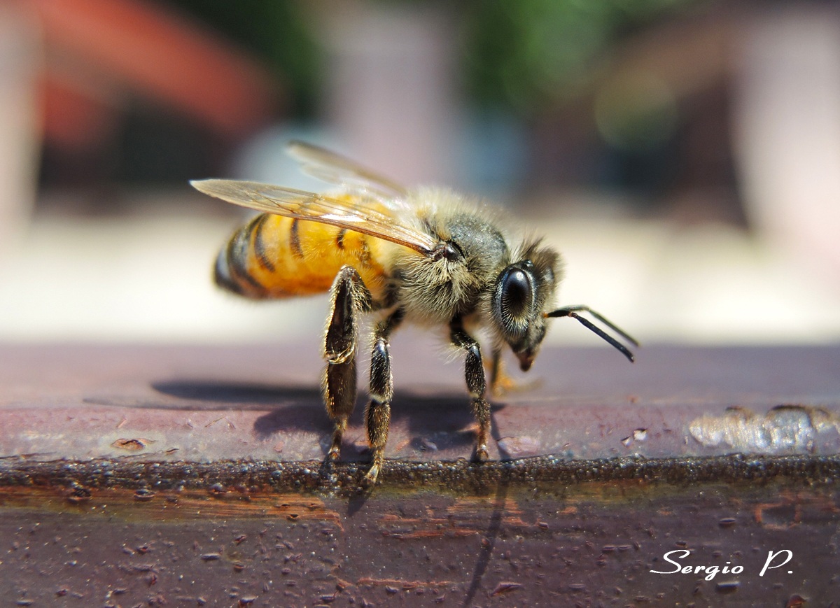 Bee