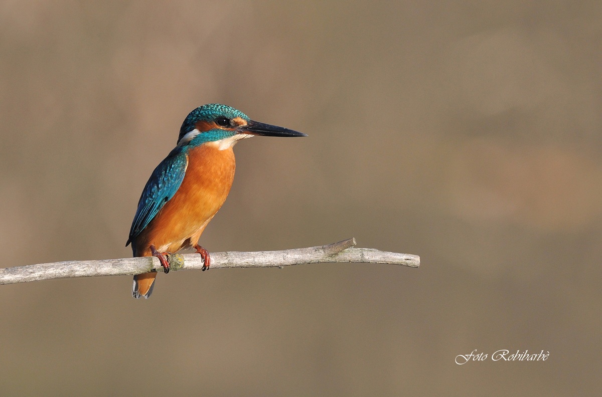 Martin pescatore....