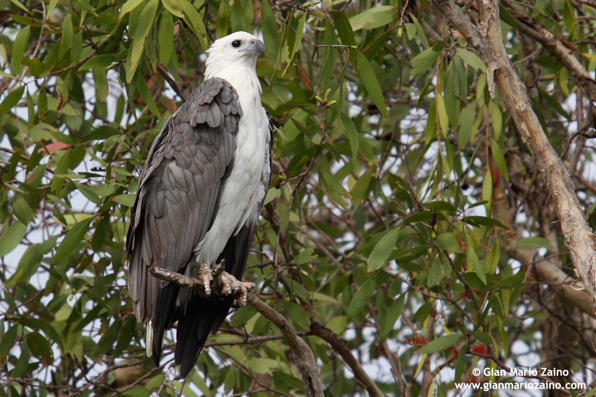 White-bellied sea eagle / Eagle