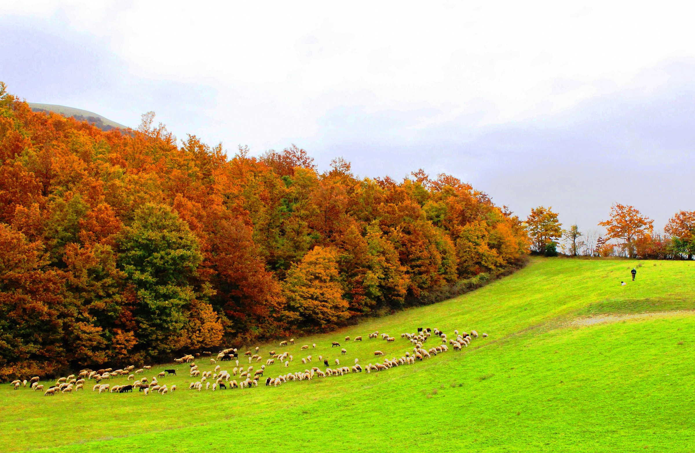 Foglie gialle e......pecore