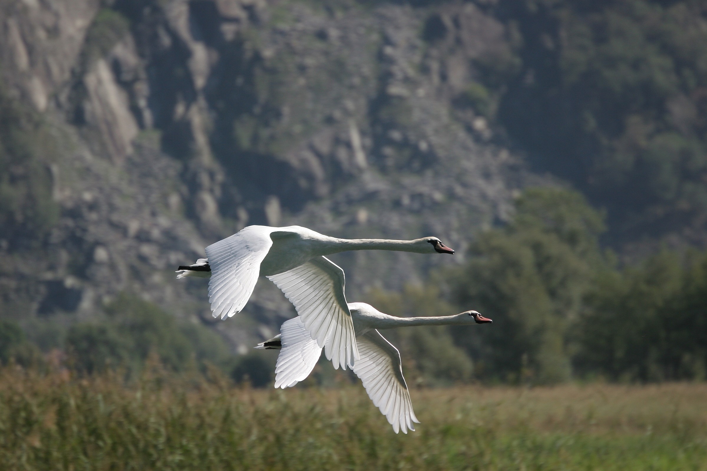 abbiamo volato insieme