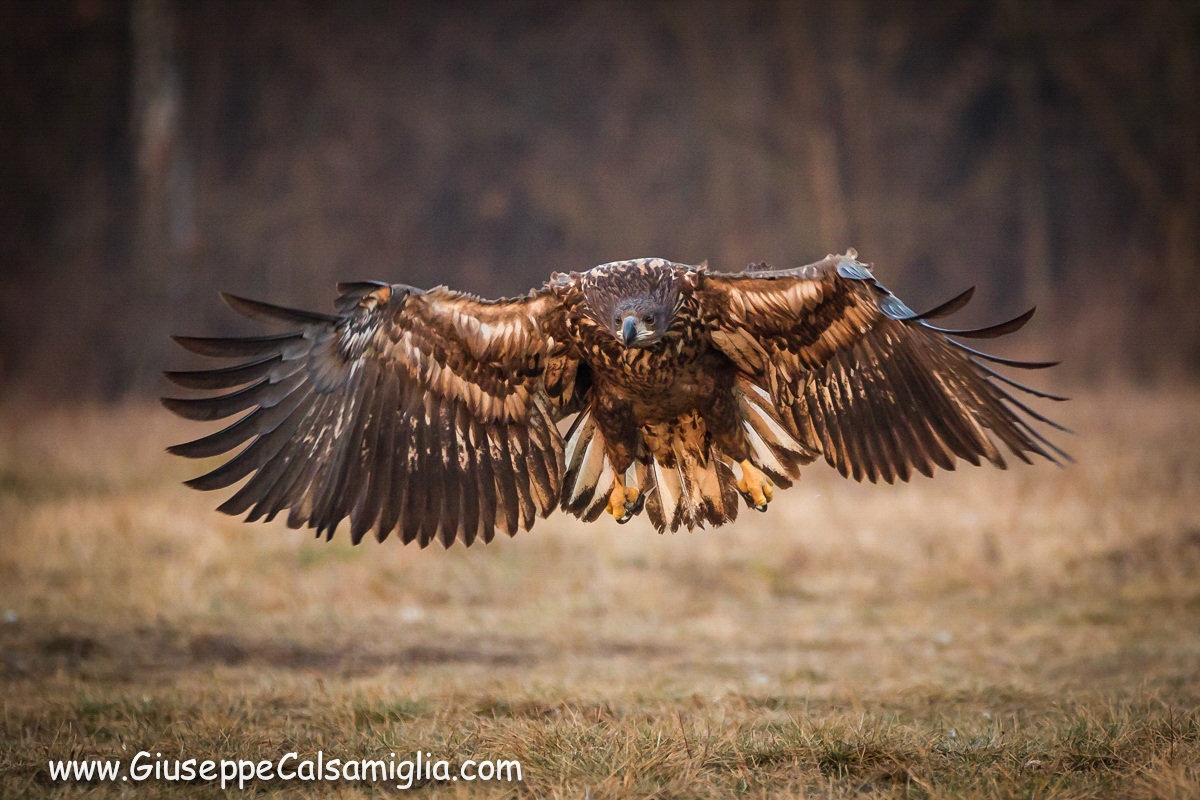 White-tailed eagle