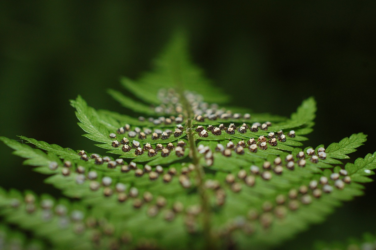 Felce_particolare reproductive system