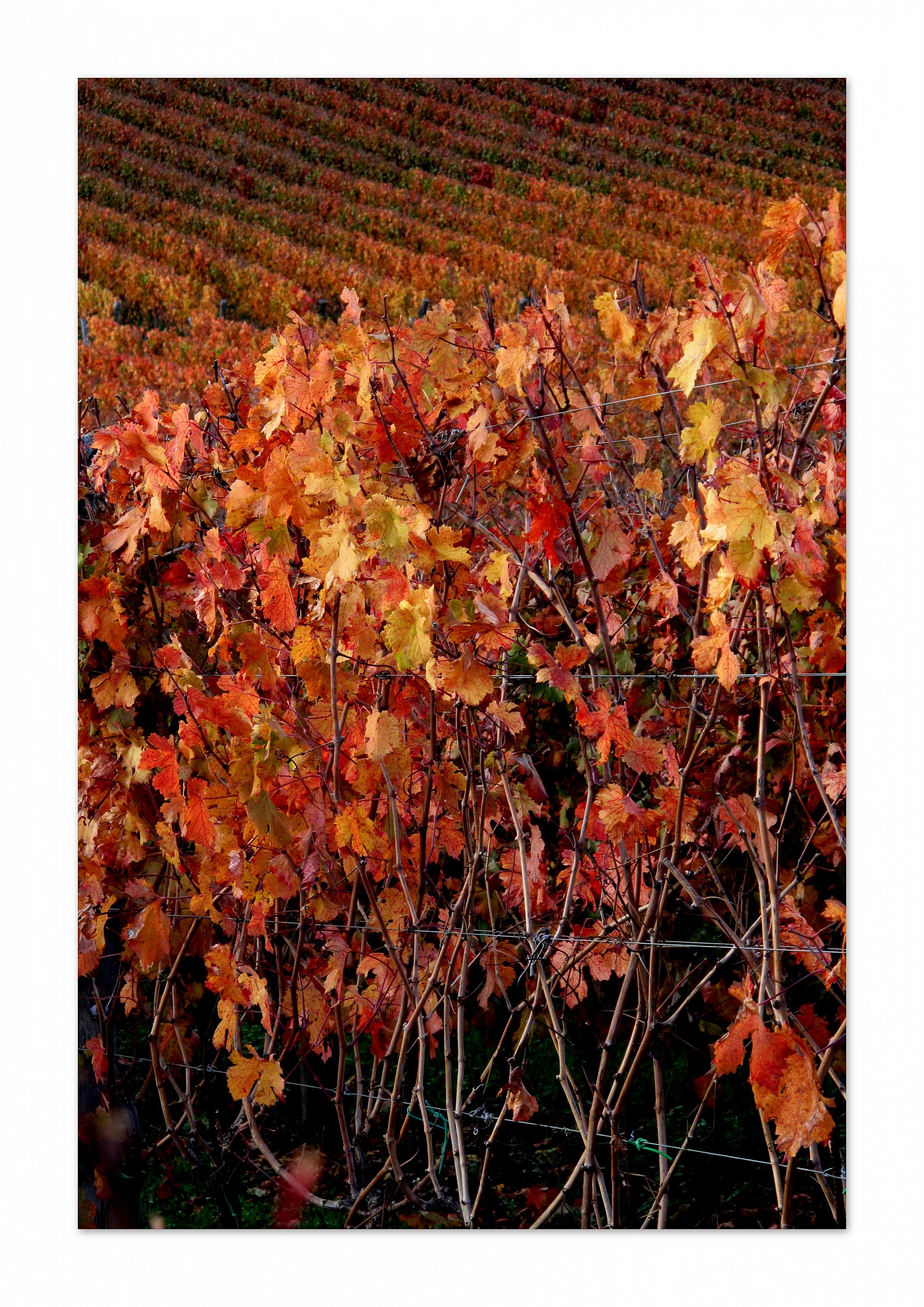 sunset colors of a vineyard at sunset