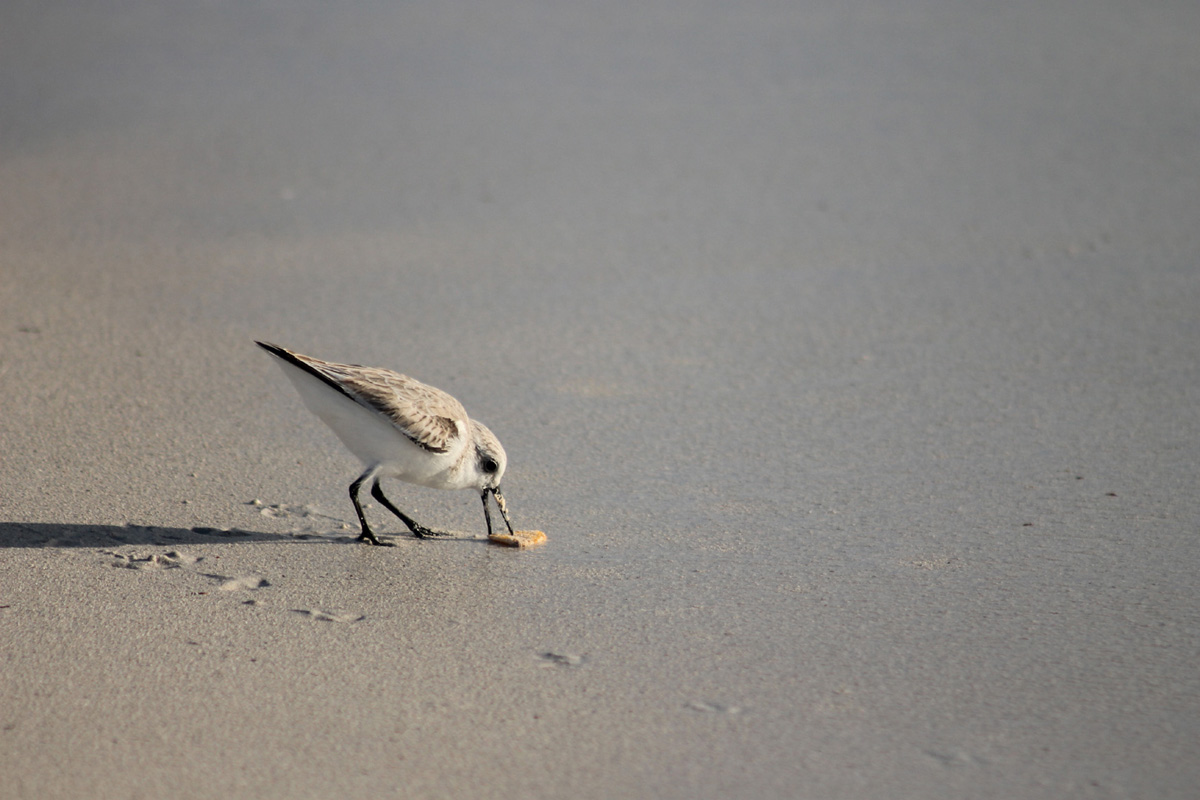 breakfast on the sea-side