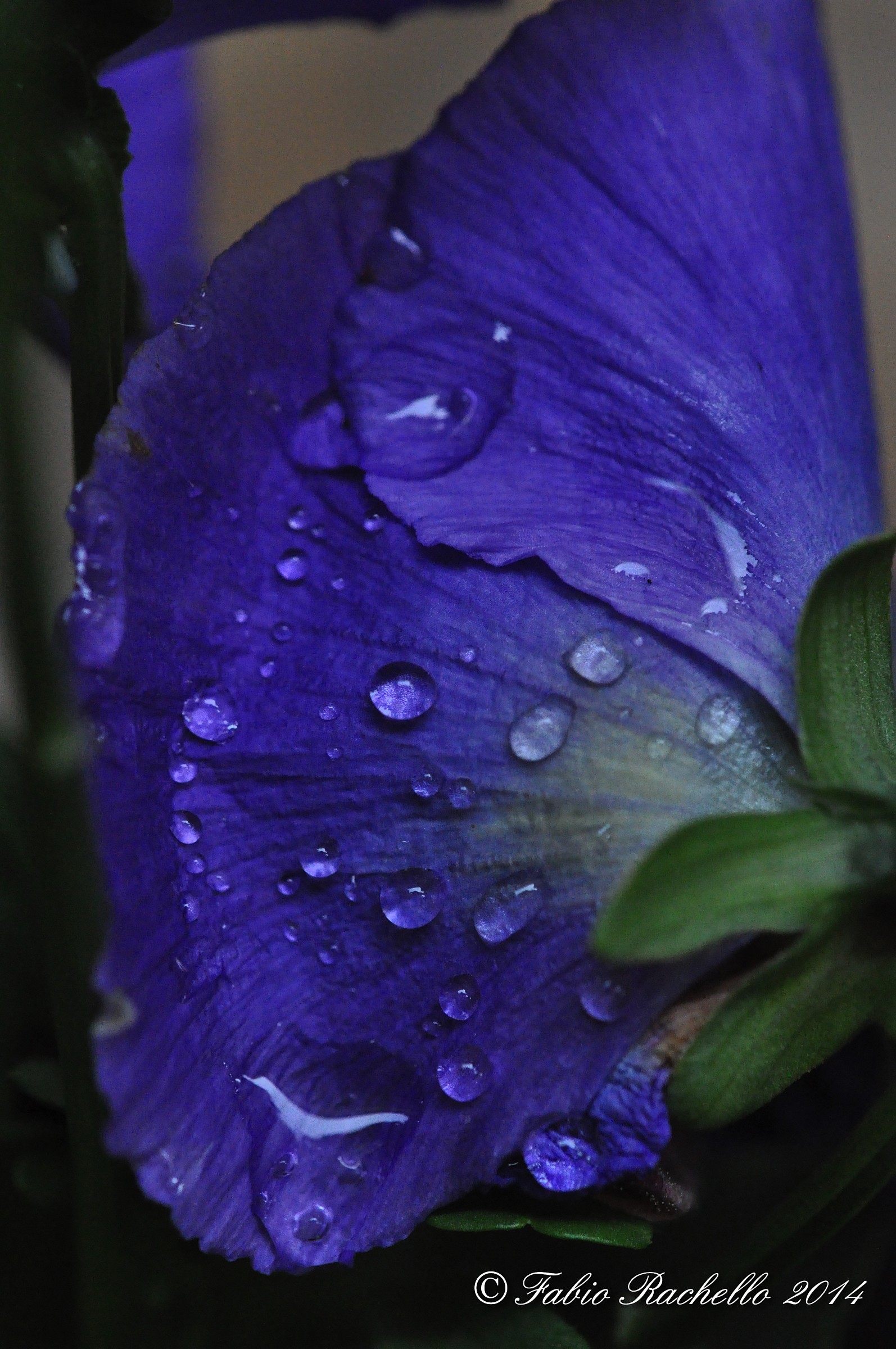 Gocce di rugiada come lacrime sul viso...