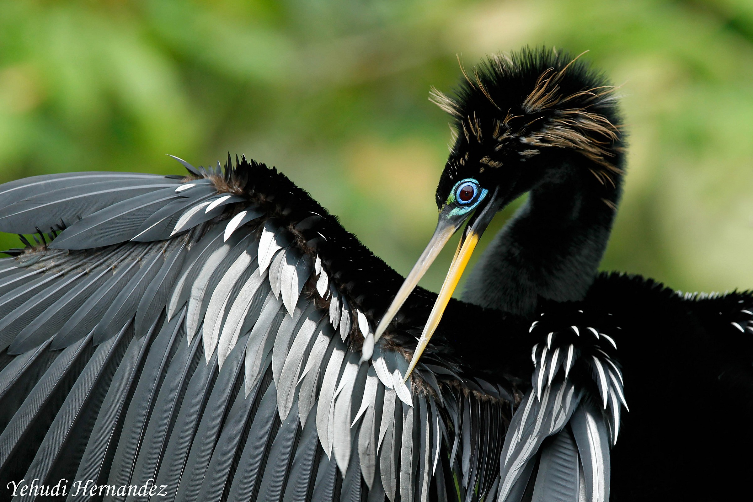 Anhinga anhinga