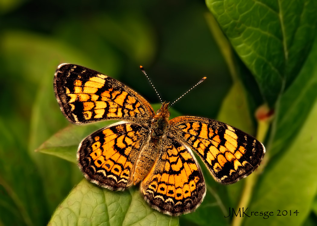 Pearl Crescent