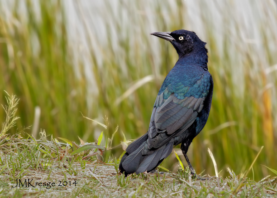 Barca-munito Grackle