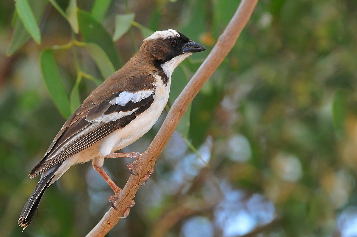 Withe and brown sparrow