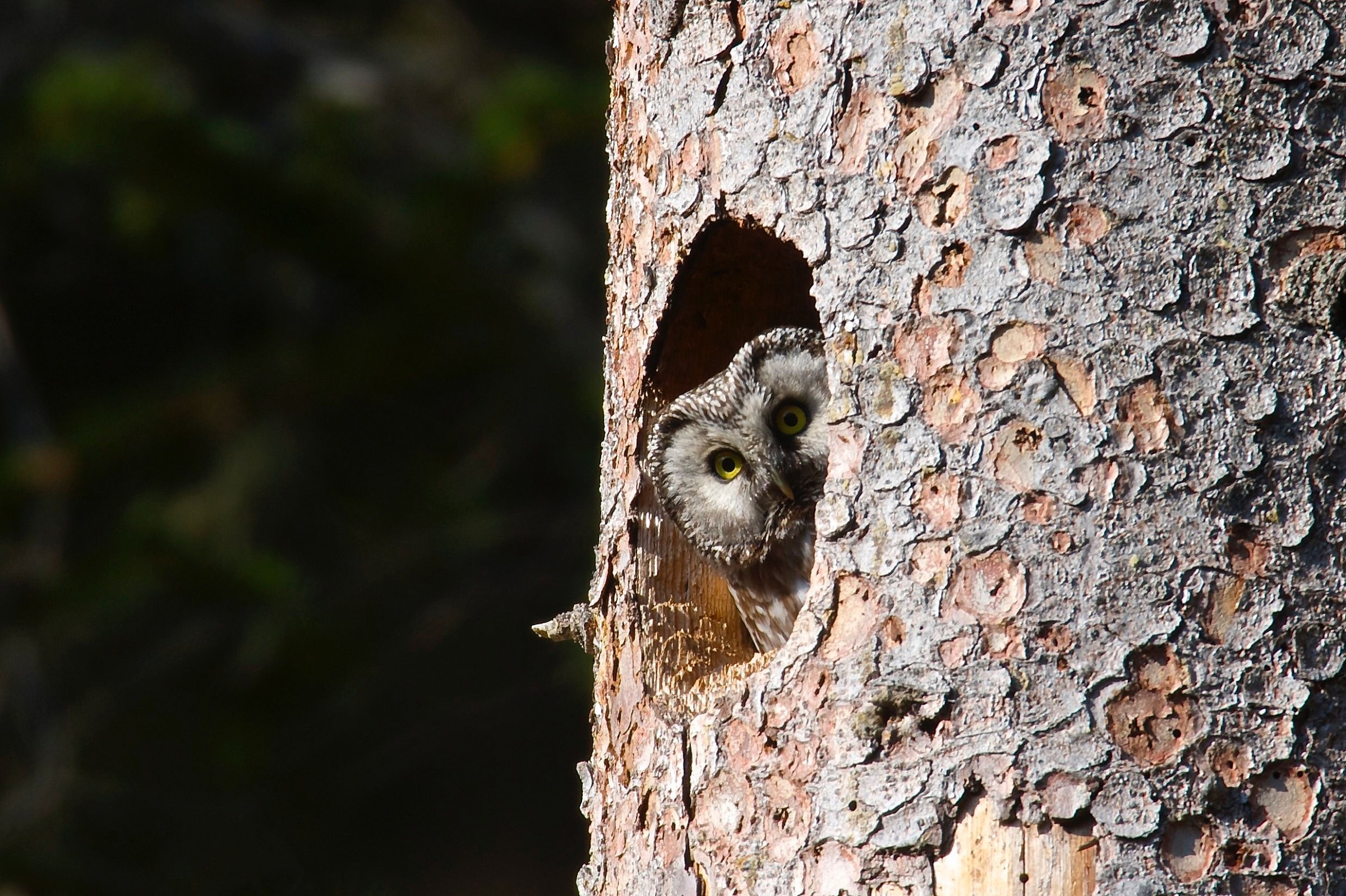 Your eyes are headlights