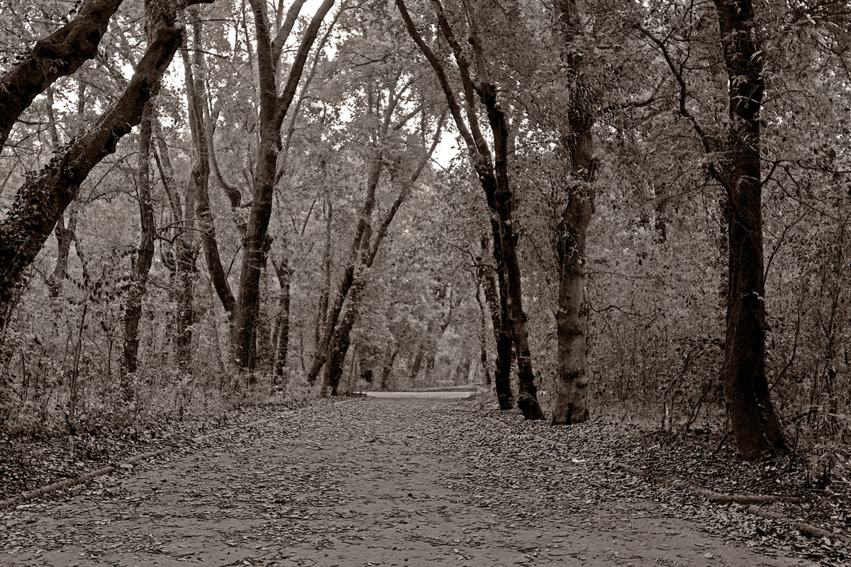 Bosco di Capodimonte Naples