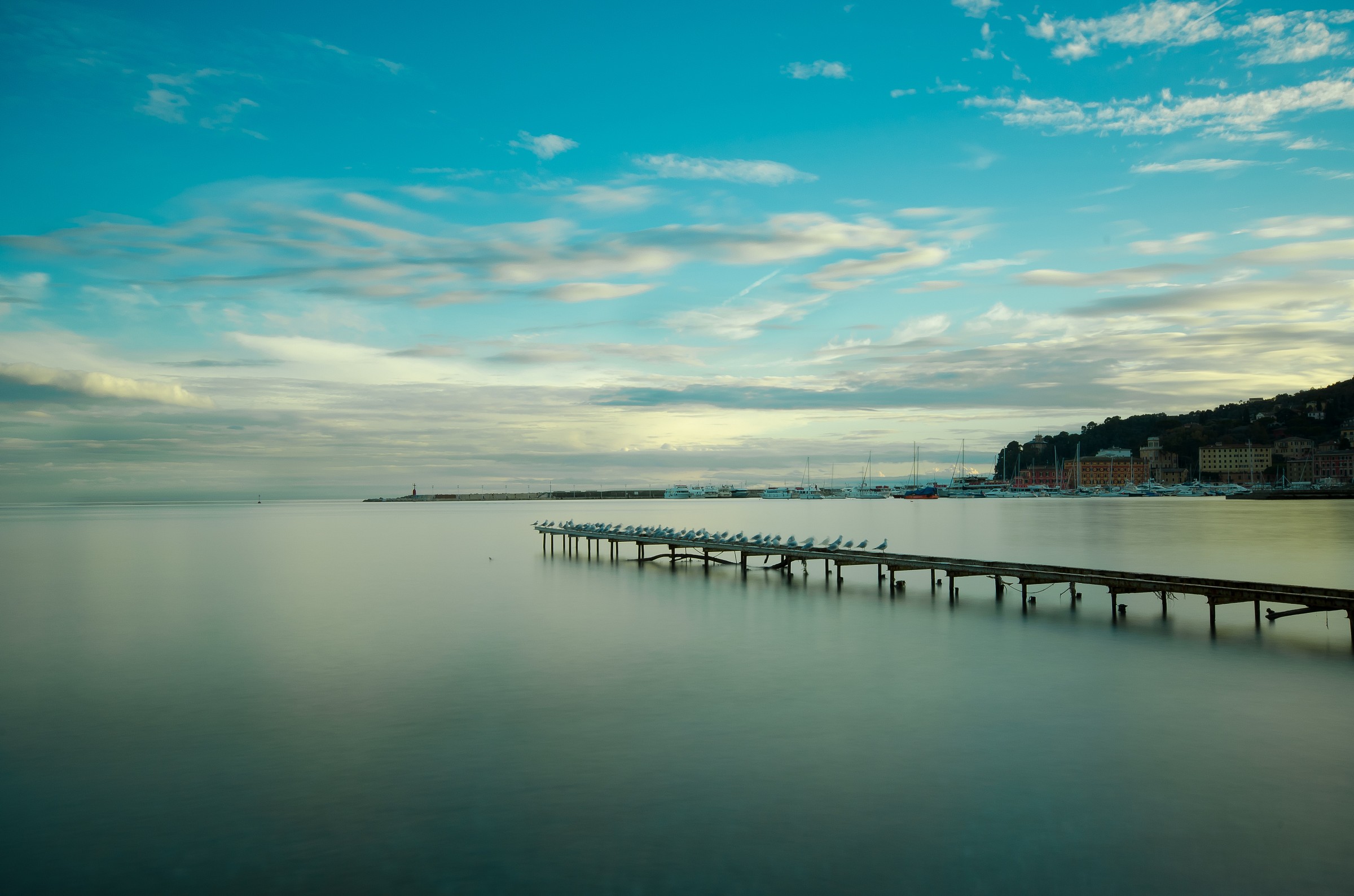 Santa Margherita Ligure, the rest of the seagulls