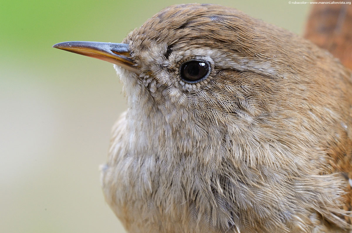 Una macro allo scricciolo