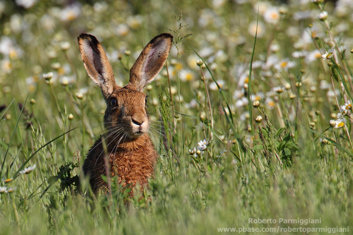 Il risveglio della primavera parte II
