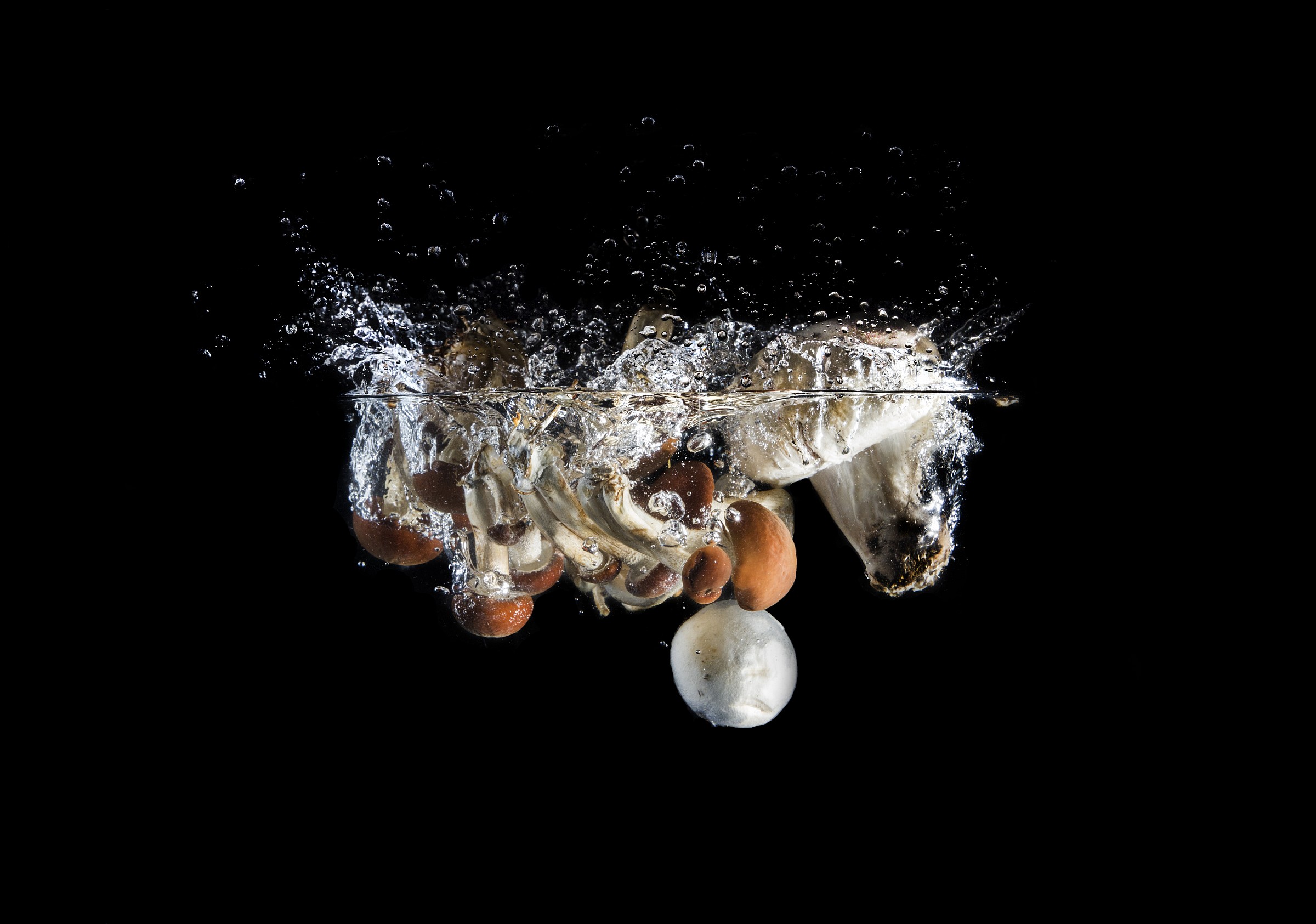 Mushroom in the water