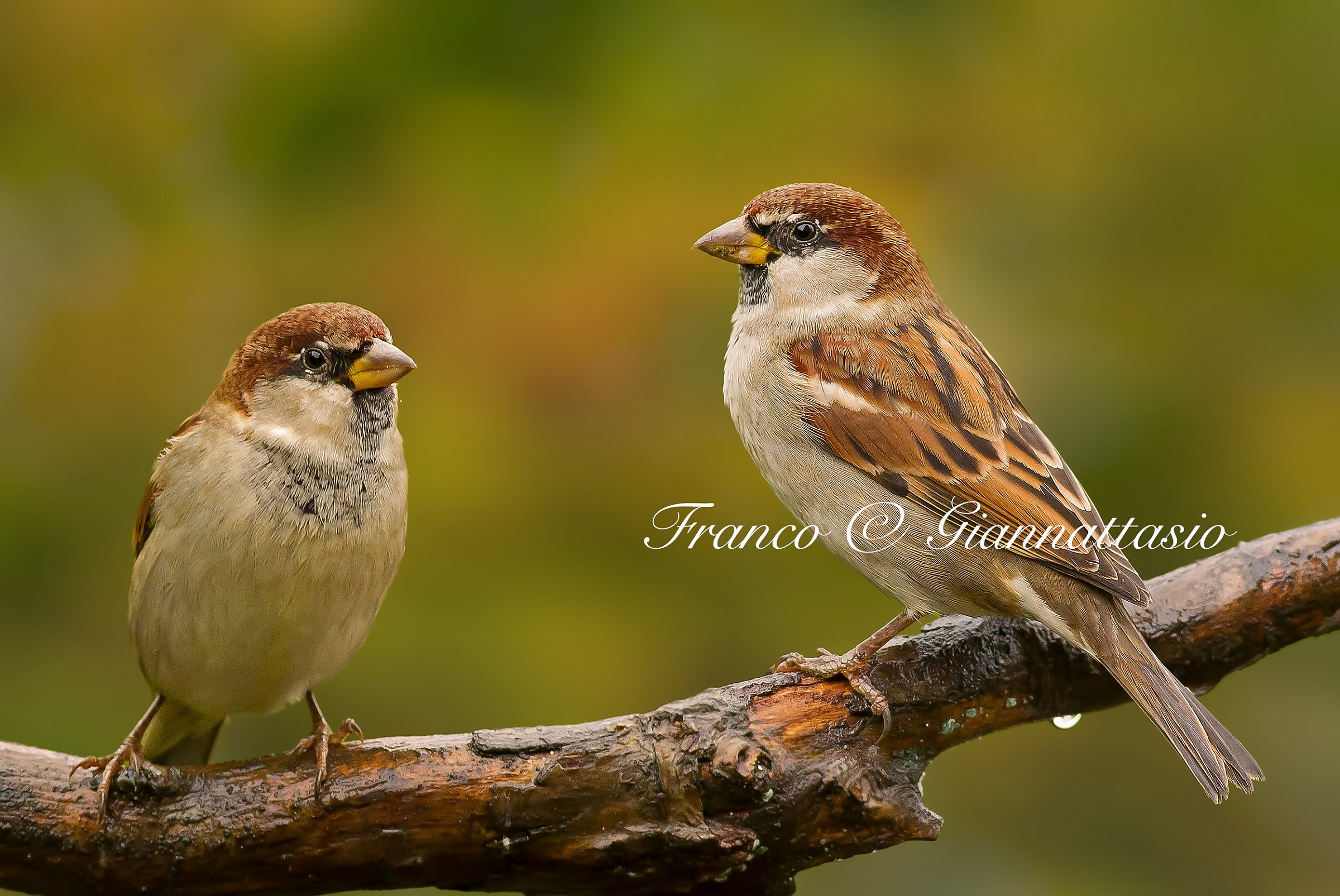 Sparrows.