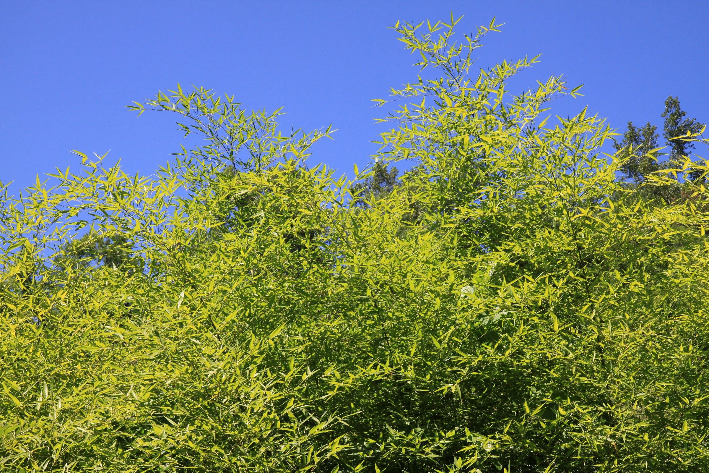 Saturazione di verde
