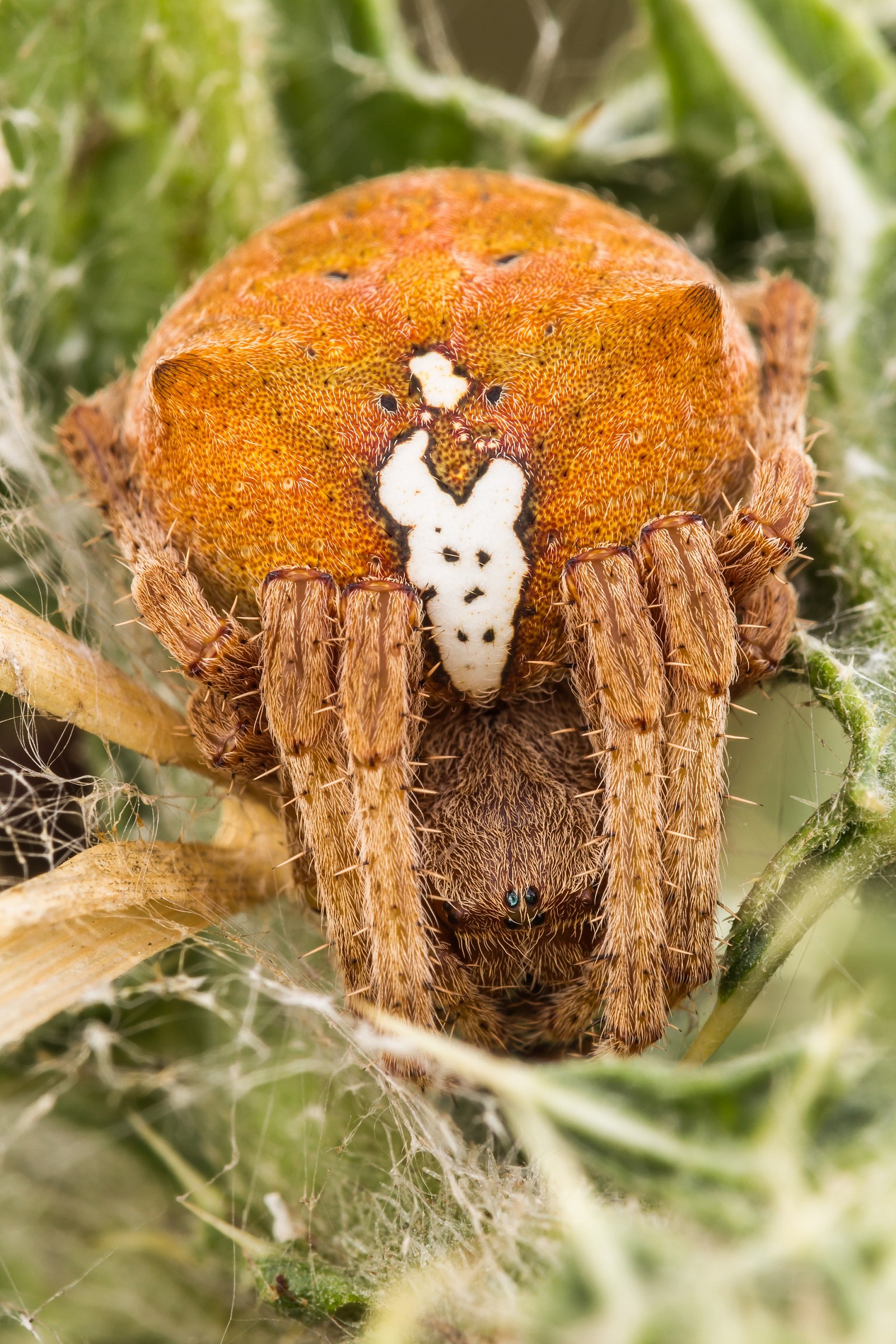 Araneus angulatus female
