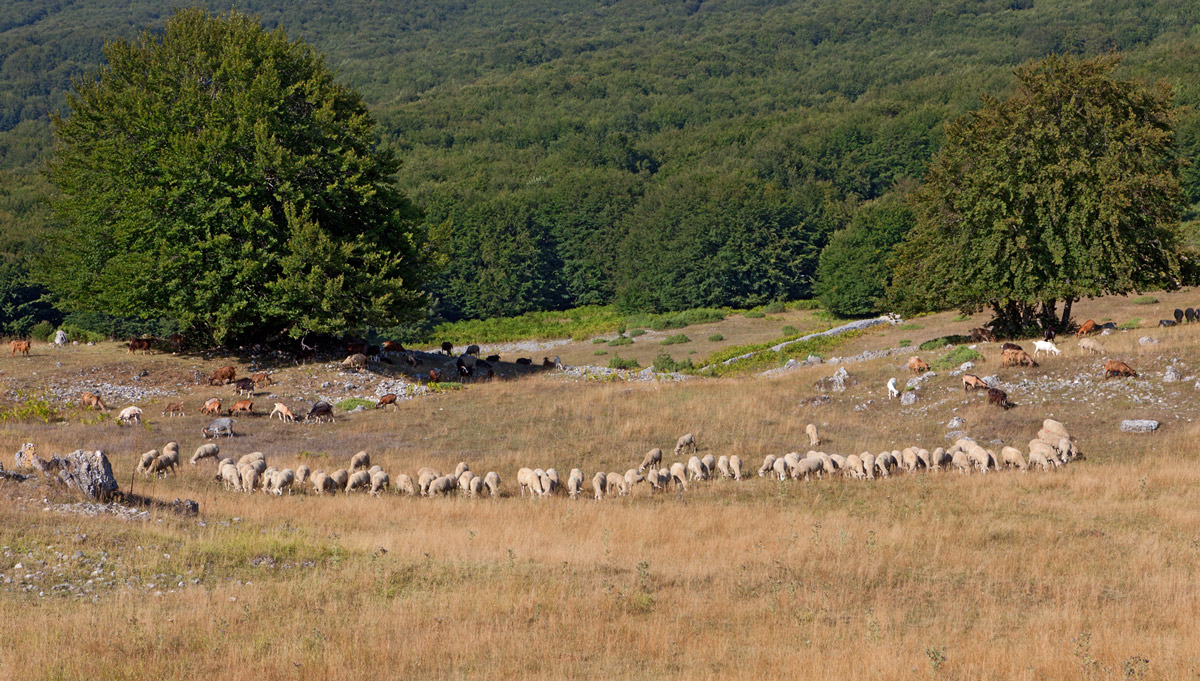 OVINI AL PASCOLO - SOTTO LA MAIELLA -