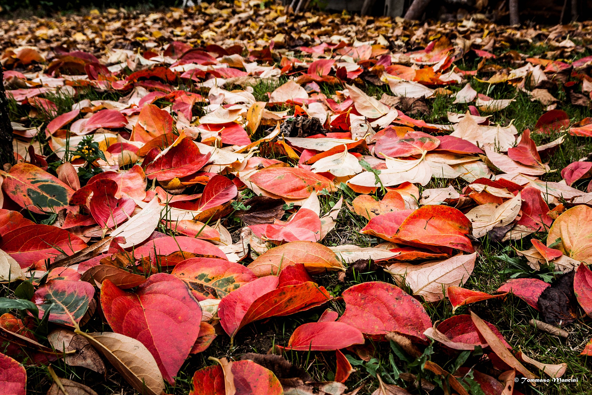 Come d'autunno si levan le foglie...