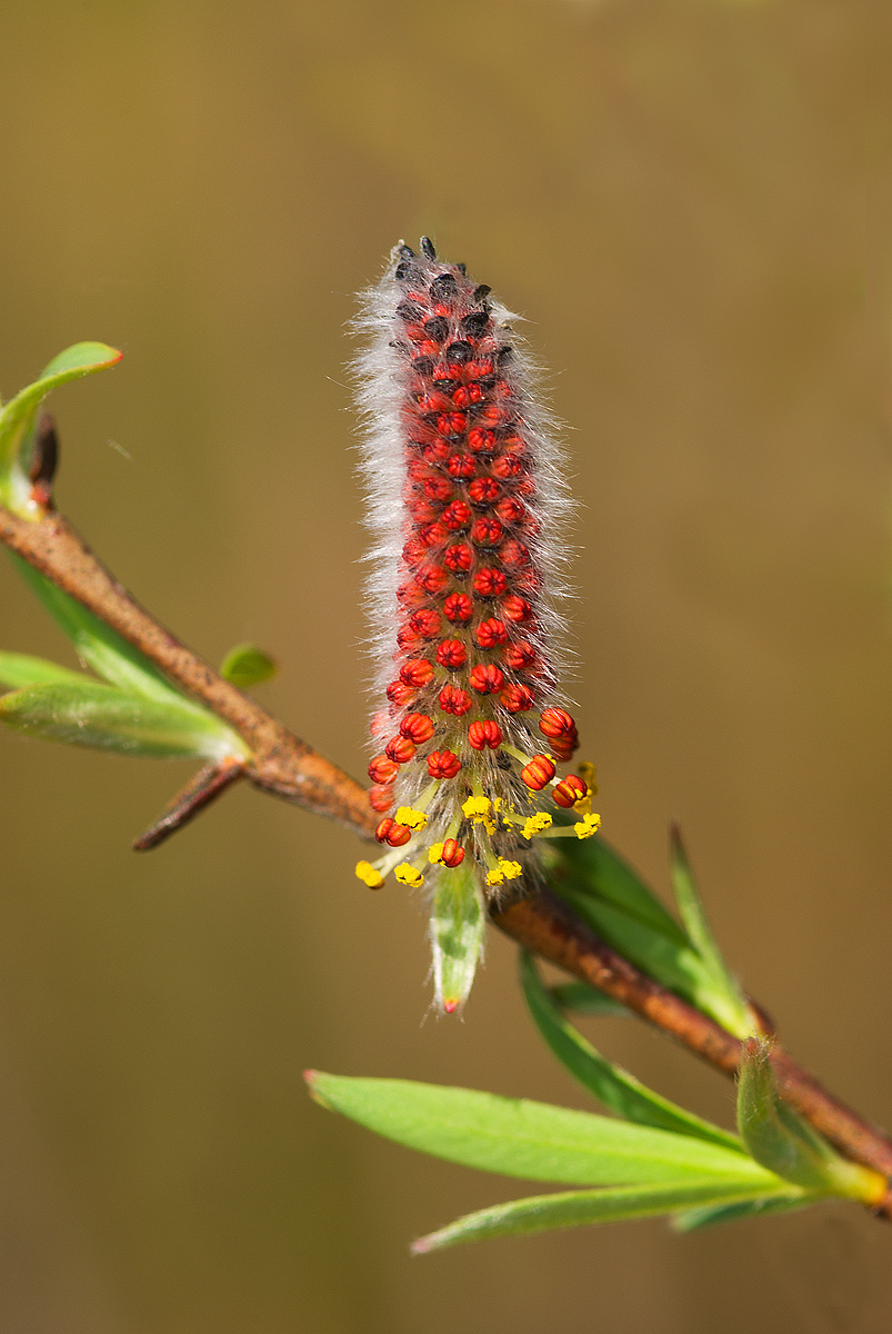 Salix purpurea (L. 1753) - Salicaceae - amenti maschili