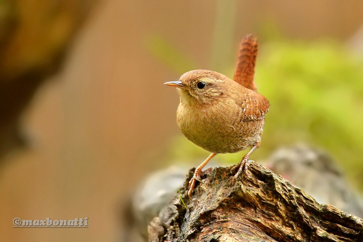 Wren