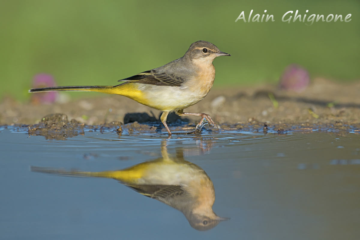wagtail walking