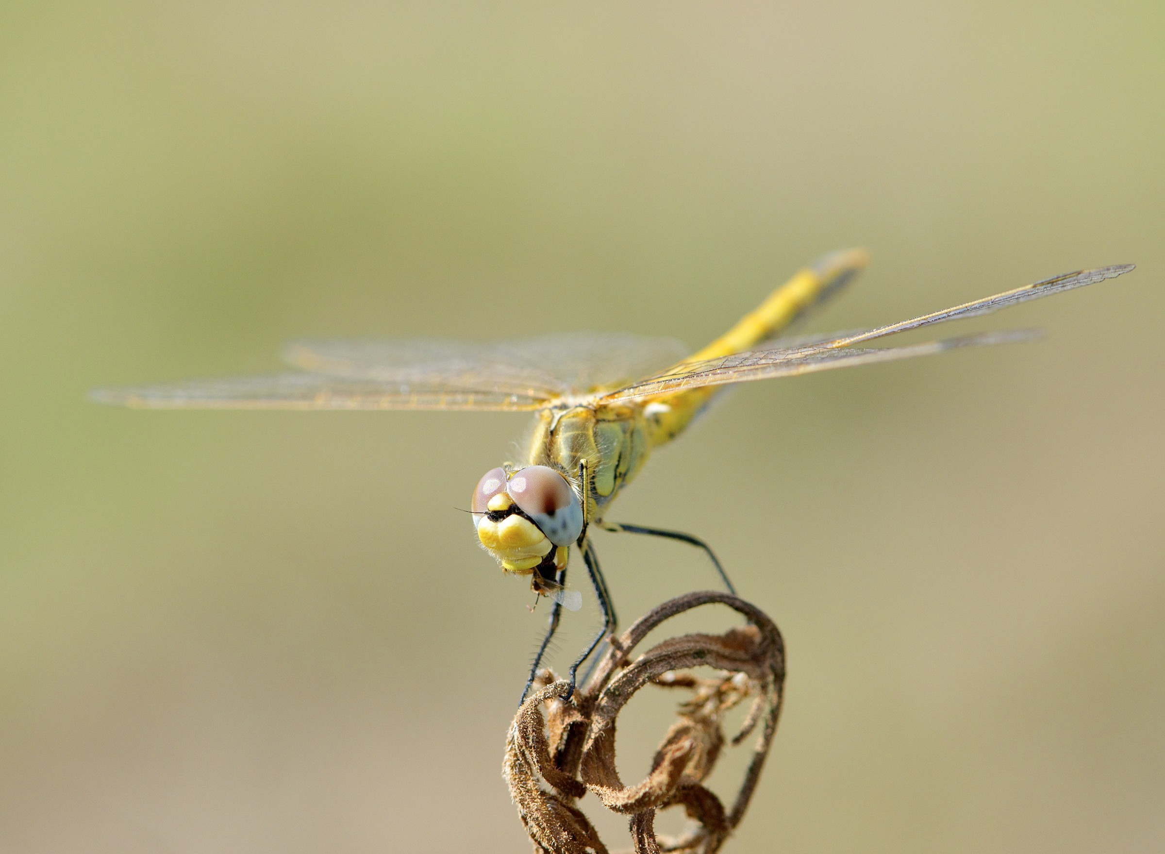 Lo spuntino della libellula
