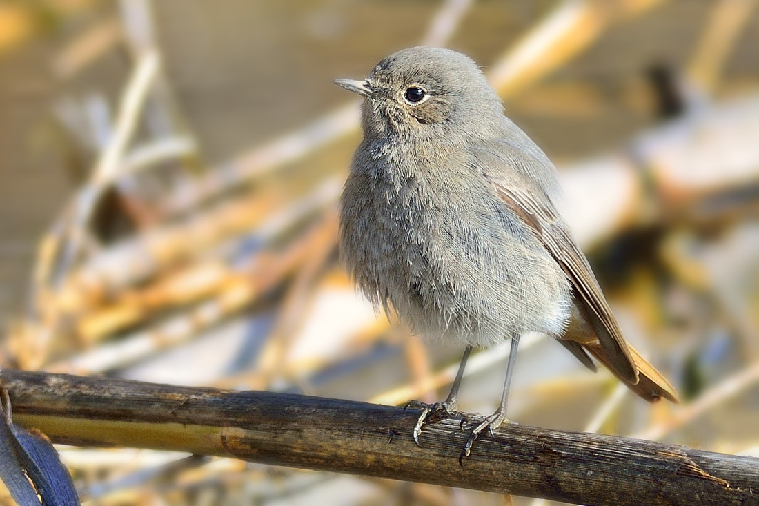 Codirosso spazzacamino