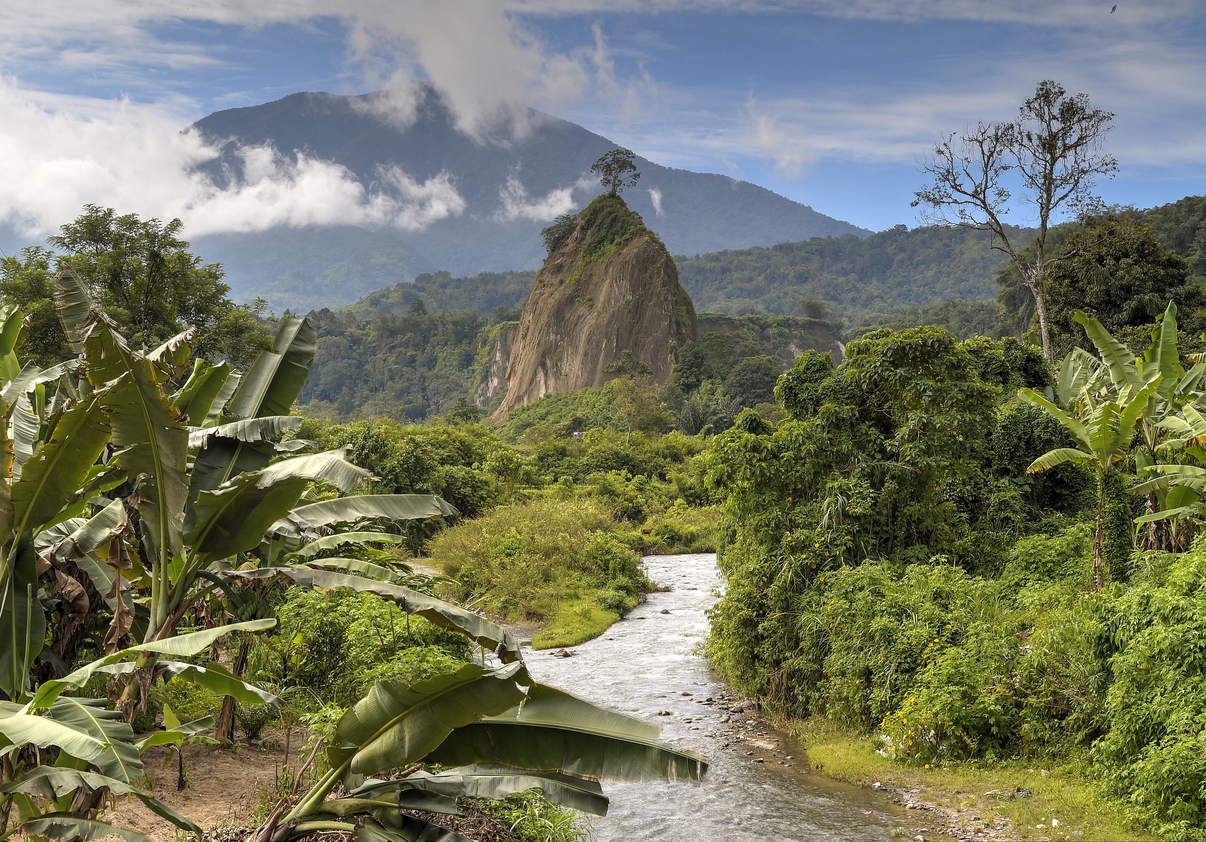 Albero sul pinnacolo