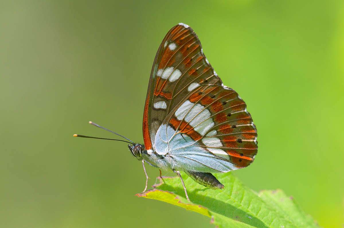 Limenitis reducta (Staudinger, 1901) - Nymphalidae