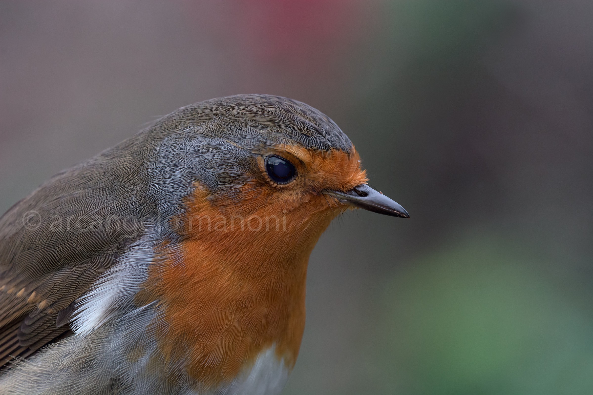 Ritratto al pettirosso