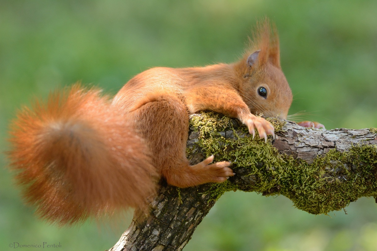 Red Squirrel
