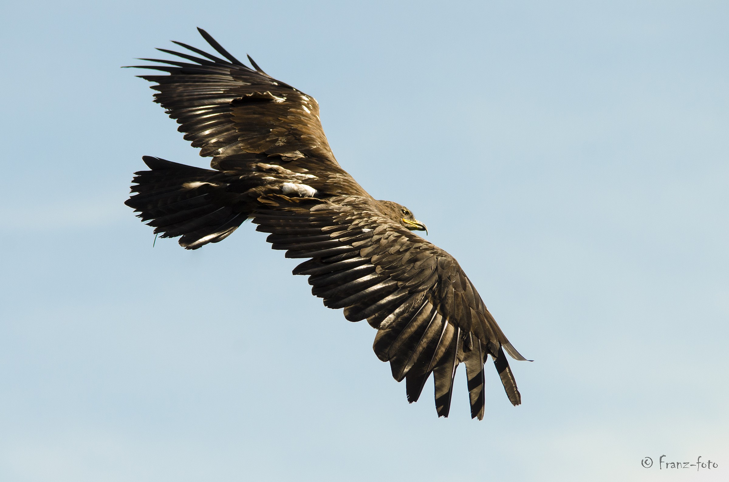 aquila delle steppe