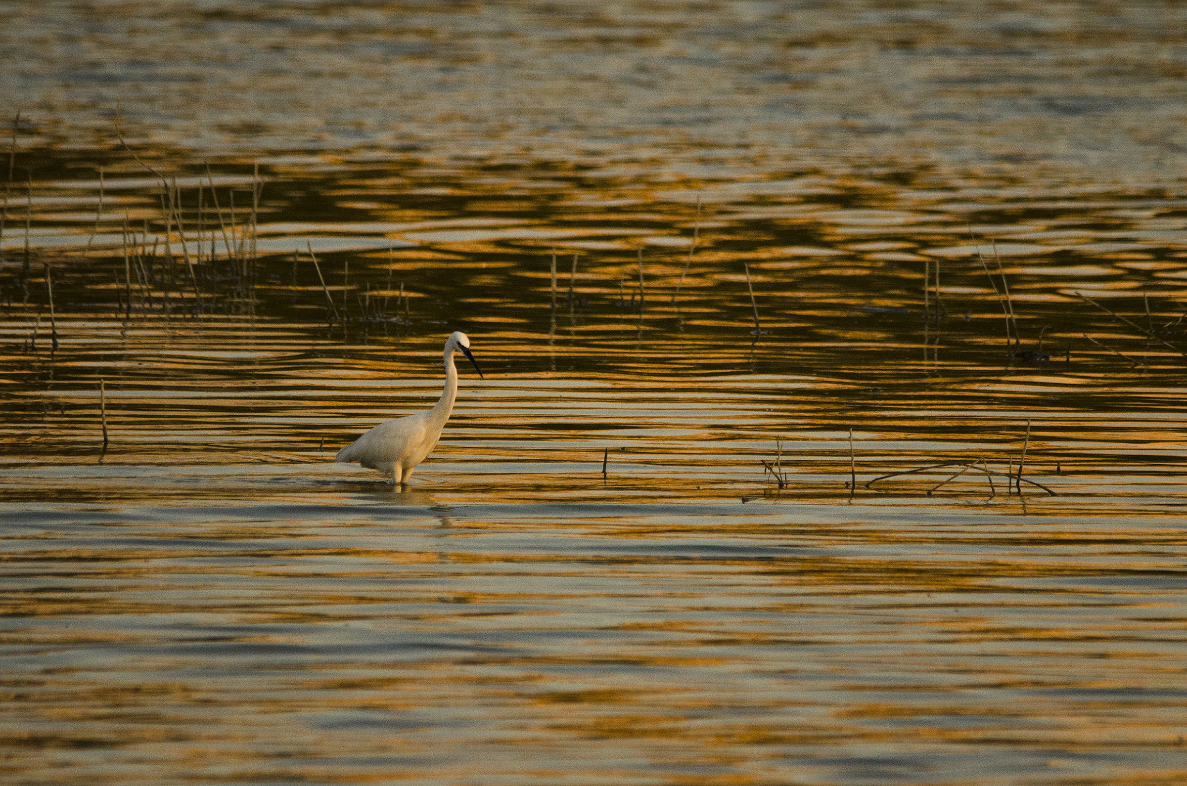egret in a sea of ??gold